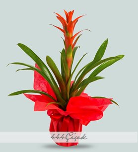 Satin Al Yapay Cicek Saksi Set Masaustu Sahte Bitkiler Bonsai Plastik Vazo Sahte Cicek Dugun Noel Dekorasyon Ev Hediye Icin Tl60 43 Dhgate Comda